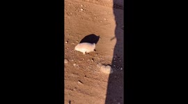 Encounter With a Rare Pink Fairy Armadillo