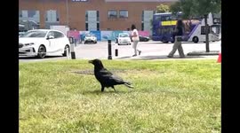 Very hungry Crow! I was surrounded by Crow while having my lunch break.