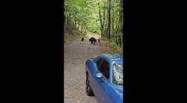 An Unconventional Method of Deterring Bears