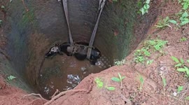 Cow rescued from well in southern India