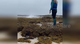 Beached minke whale dies on coast of Isle of Skye