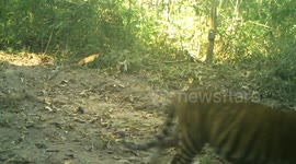 Conservationists report surge in wild tiger numbers in Thailand