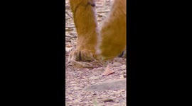 Celebrating International Tiger Day