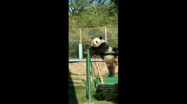 Panda playfully swings with one foot in Chinese Zoo