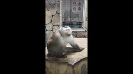 Theatrical monkey in Chinese zoo entertains onlookers