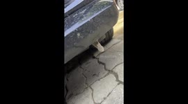 Driver spots trapped kitten's paw poking out from car and rescues the animal