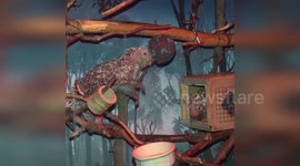 Newborn female porcupette unveiled at Milwaukee County Zoo