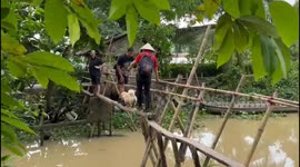 Dog causes traffic jam on narrow monkey bridge in Vietnam