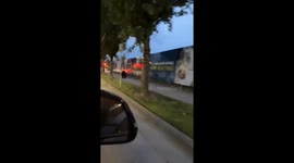 Bear roams streets and climbs tree in Port Coquitlam, Canada