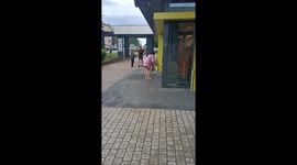 Person walks sheep in diapers in Białystok, Poland