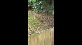 Two cats' meowing causes squirrel to flee in London, UK