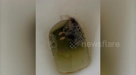 Terrified couple attacked by ravenous RATS which bite their toes as they sleep