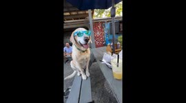 Dog in sunglasses refuses juice, eats forked food in Charleston