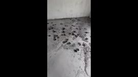 Dog paw prints ruin freshly installed floor in Phuket, Thailand