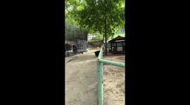 Person returns straying lion cub to enclosure at Safari World Bangkok