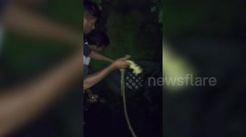 Cows rescued from drain in central India