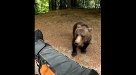 Brown bear charges motorcyclist in Ovacık, Tunceli, Turkiye