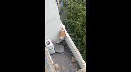Dog rescued after two days on balcony in Moscow