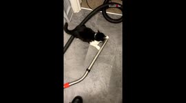 Cat's playtime with Hoover ends with a very unexpected twist
