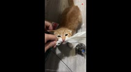 Former stray cat plays with cat teaser stick for the first time