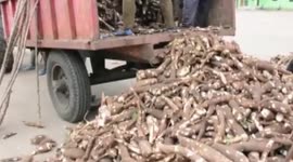 Partnership with China to transform cassava farming, enhance food security in Nigeria