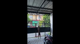 Cat climbs through gate to evade jumping dog