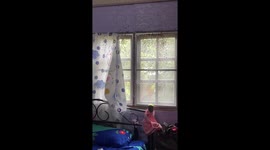 Hundreds of bees swarm into daughter's bedroom