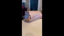 9 month old cat Oscar in a bag trying to attack falls off the kitchen counter.