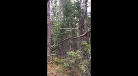 Man discovers two trees connected by one branch during a summer adventure