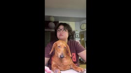 Clingy pet dog fell asleep in owner's lap while she works late