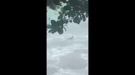 Saltwater crocodile swept by typhoon Gaemi to Boracay beach sparks panic