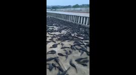Thousands of fish found dead after being washed onto path during typhoon