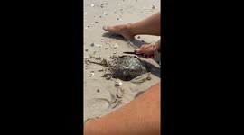 Woman removes barnacles from horseshoe crab in satisfying footage