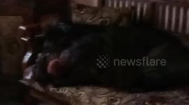 A large wild boar with targets entered a resident's house and sleeped on a sofa chair, the residents were scared and exposed him until killing him