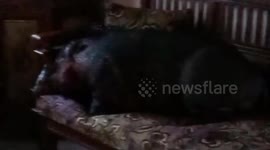 A large wild boar with targets entered a resident's house and sleeped on a sofa chair, the residents were scared and exposed him until killing him