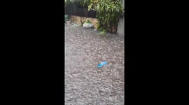 Cockroaches float on plastic through flooded streets in Valenzuela