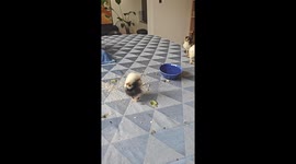 Thirsty Young Chicken Throws Drinking Tantrum