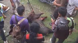 A large wild boar with targets entered a resident's house and sleeped on a sofa chair, the residents were scared and exposed him until killing him