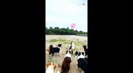 Delightful video of pups using their heads to keep balloon up in the air *Full of Energy and Fun!*