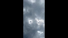 Dragonfly migration stuns crowd at Misquamicut Beach