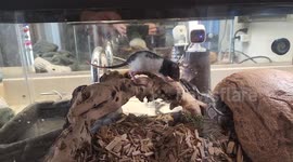 Slow Motion Female Ball Python Sntches A Ray And Gives It A Slam Before Eating It.