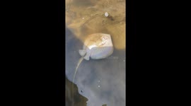 Stingray Gives Birth To Live Pups