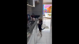 Dog caught in the act of stealing food from kitchen counter