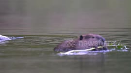 USA: A North American beaver feeds on the bark of a branch along the Umpqua River near Elkton