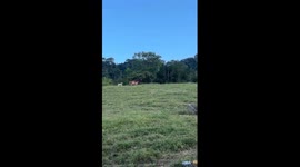 Cow Chases After Woman on Motorbike