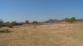 Zimbabwe: Zimbabwean government launches project to protect livestock against drought