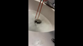 Found a Snake in My Bathroom Sink