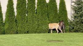 Guard Dogs in the Bushes