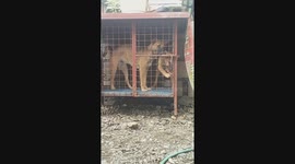 Clever Puppy Opens Kennel Door