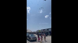 Dragonfly Migration in Rhode Island